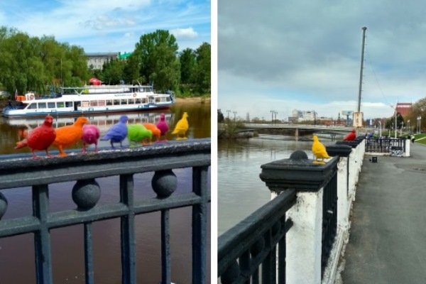 Мэр Омска запретил разноцветных голубей