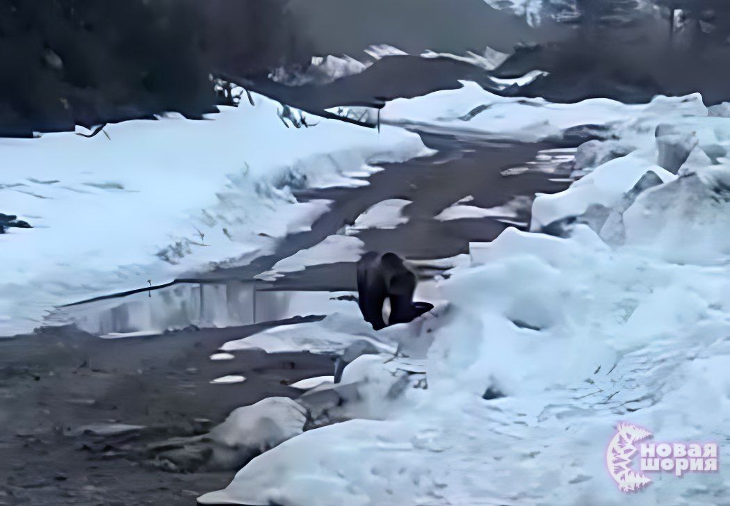 Вахтовики в Магаданской области взорвали медведя и получили условные сроки