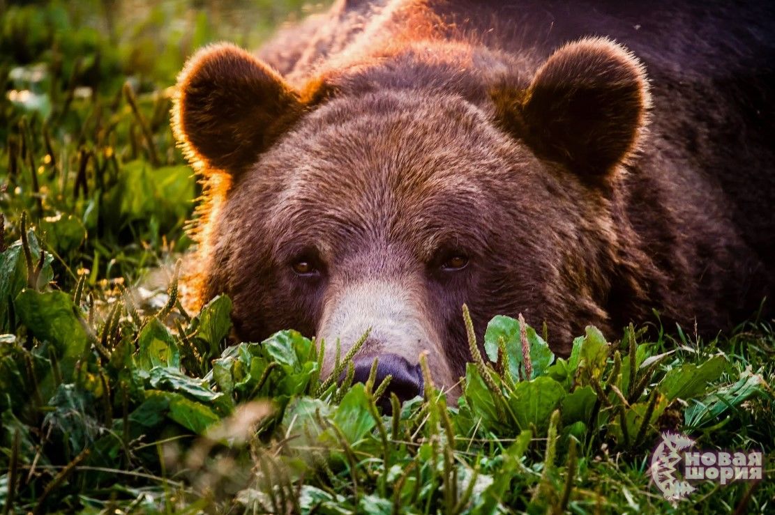 Таштагол - на третьем месте по медведям, на них можно охотиться